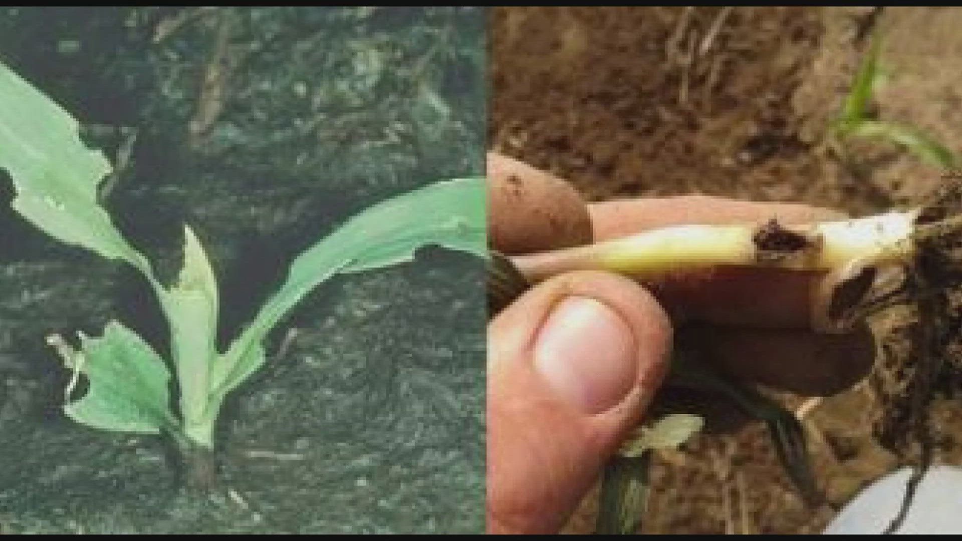 Virgil Schmitt, extension field agronomist for Iowa State, joined The Current on News 8 to talk about how black cutworms can negatively affect corn crops.