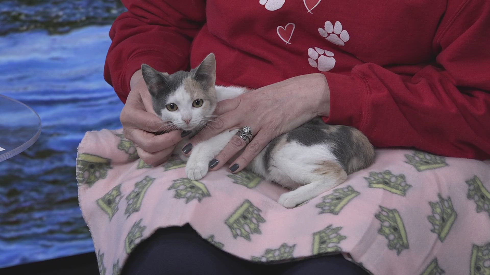 News 8 and the Quad City Animal Welfare Center partner each week to help pets find their forever homes.