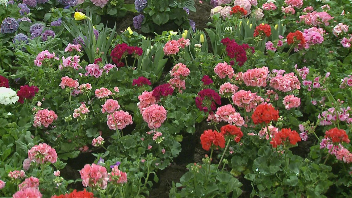 Flower and Garden show returns to QC with more plants and volunteers - Vimarsana News