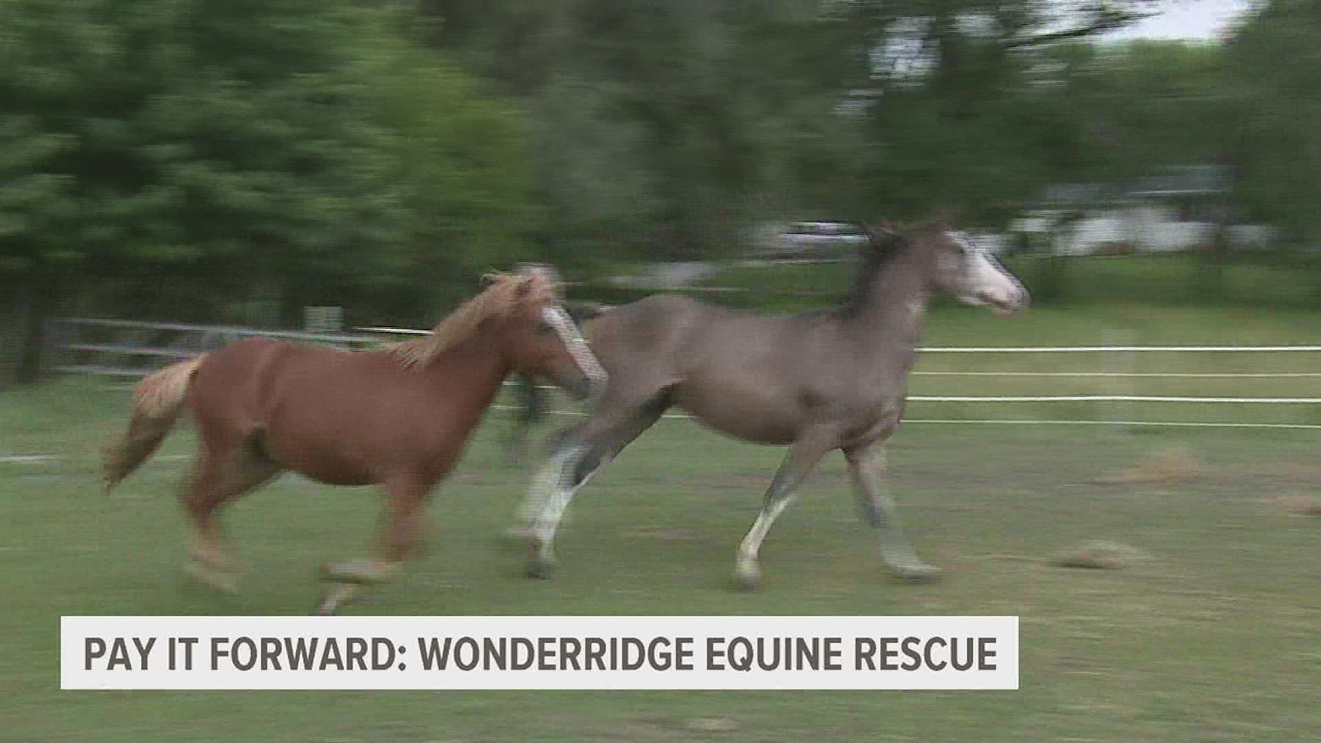 WonderRidge Equine Rescue in Lynn Center, Illinois is working to rescue horses, and exploring the ways in which horses support human mental health.