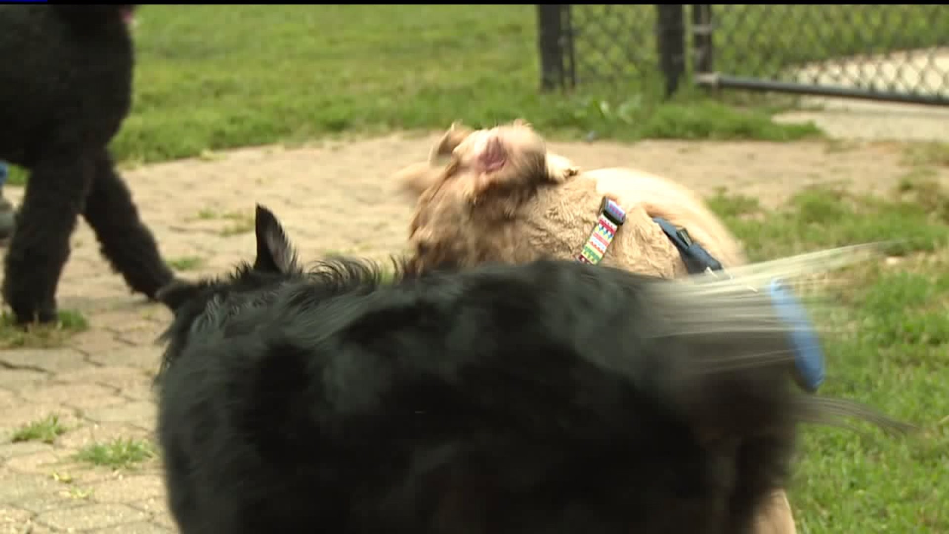 Rock Island Fall Doggie Fest unites dog owners to help renovate park