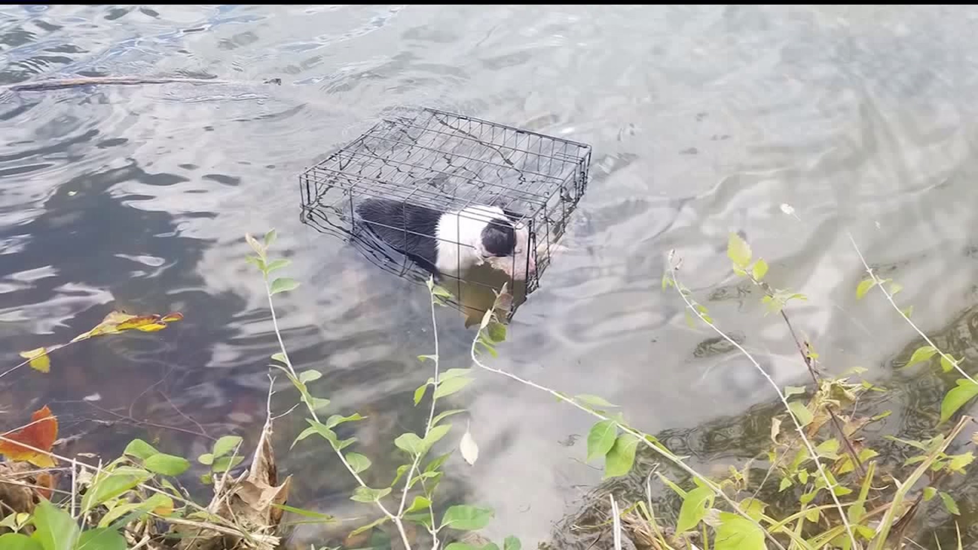 Man rescues caged dog floating in freezing Illinois lake