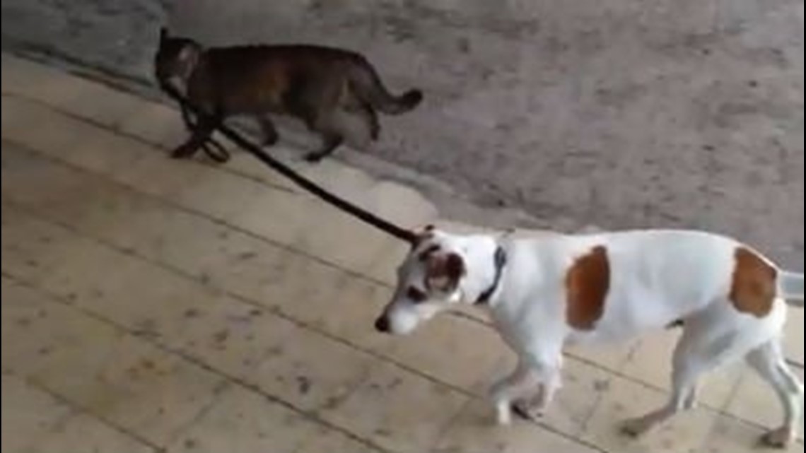 Viral Video: Cat takes dog for a walk | wqad.com