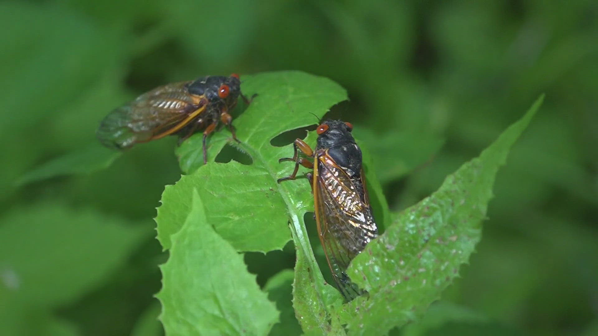 17-year cicadas are emerging across Northern Illinois, but they're avoiding the immediate Quad Cities.