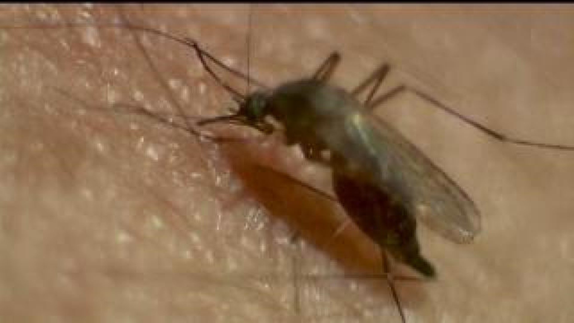 West Nile In Colona