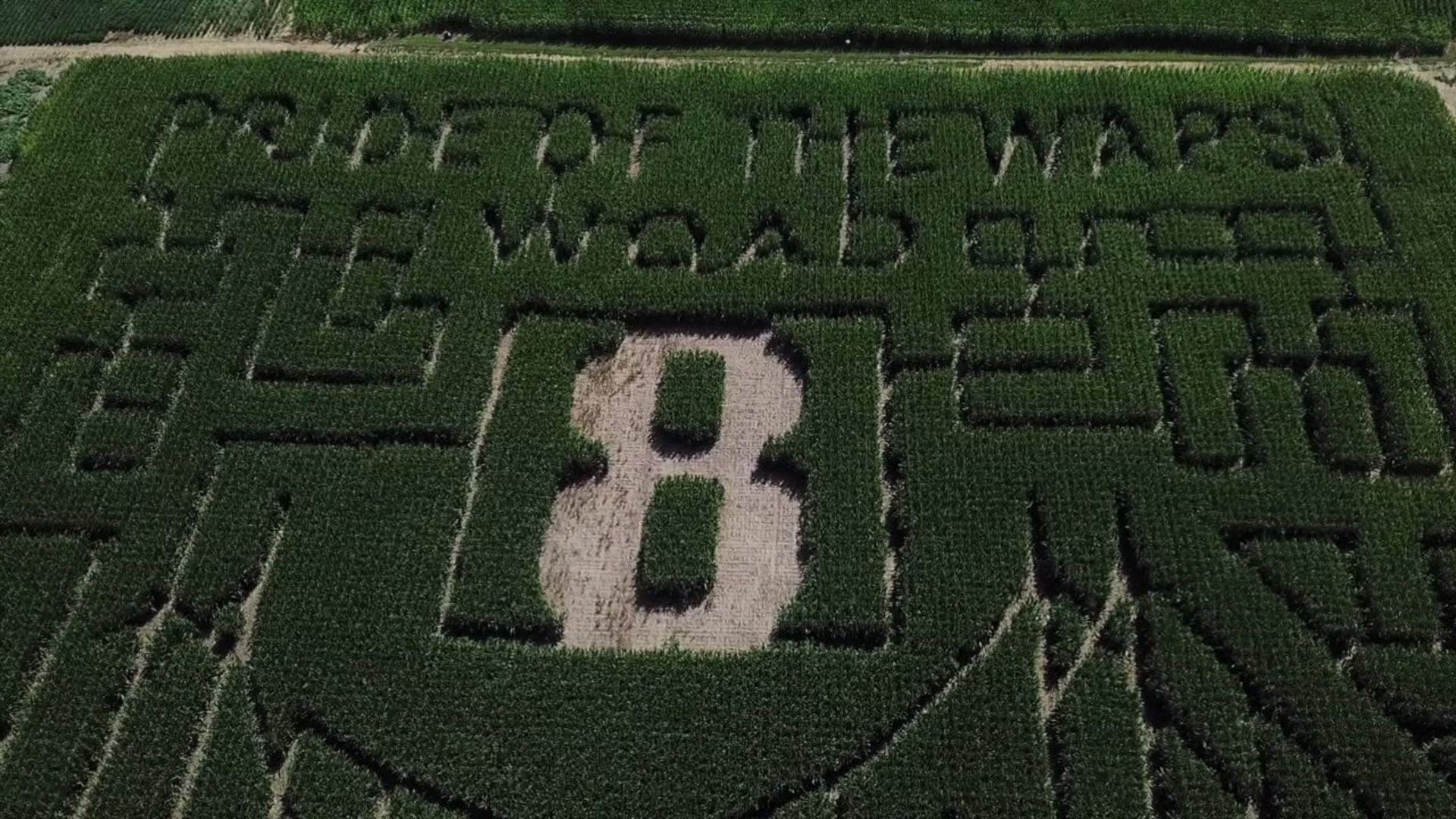 How the Wapsi corn maze is shaping up