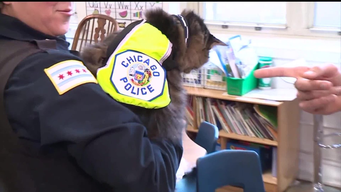 Pawfficer Donut sworn-in as new Troy Police cat 