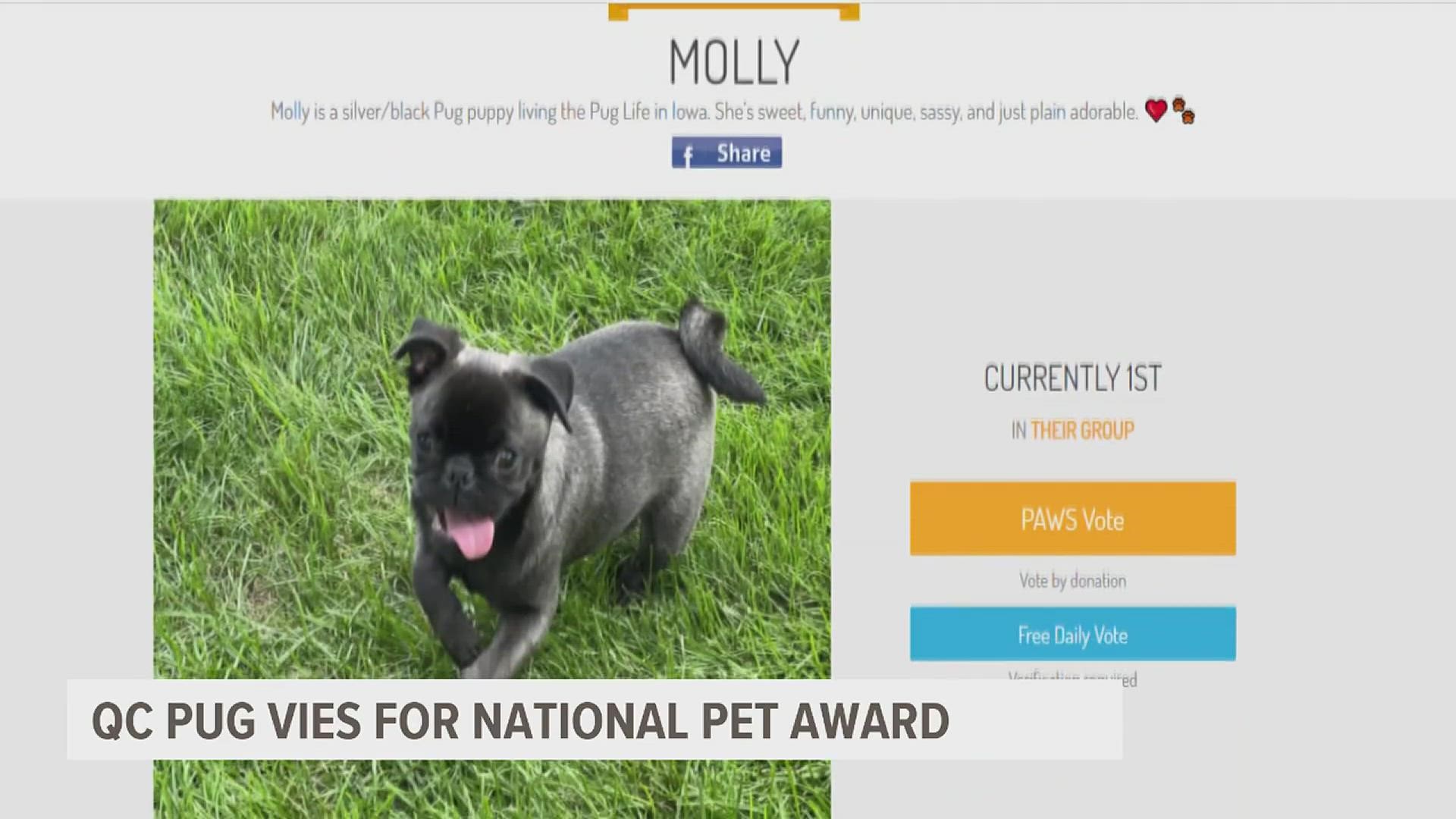 Molly is a black Pug puppy that's sweet, funny and cute as a button. But can she win a national competition to be America's favorite pet?