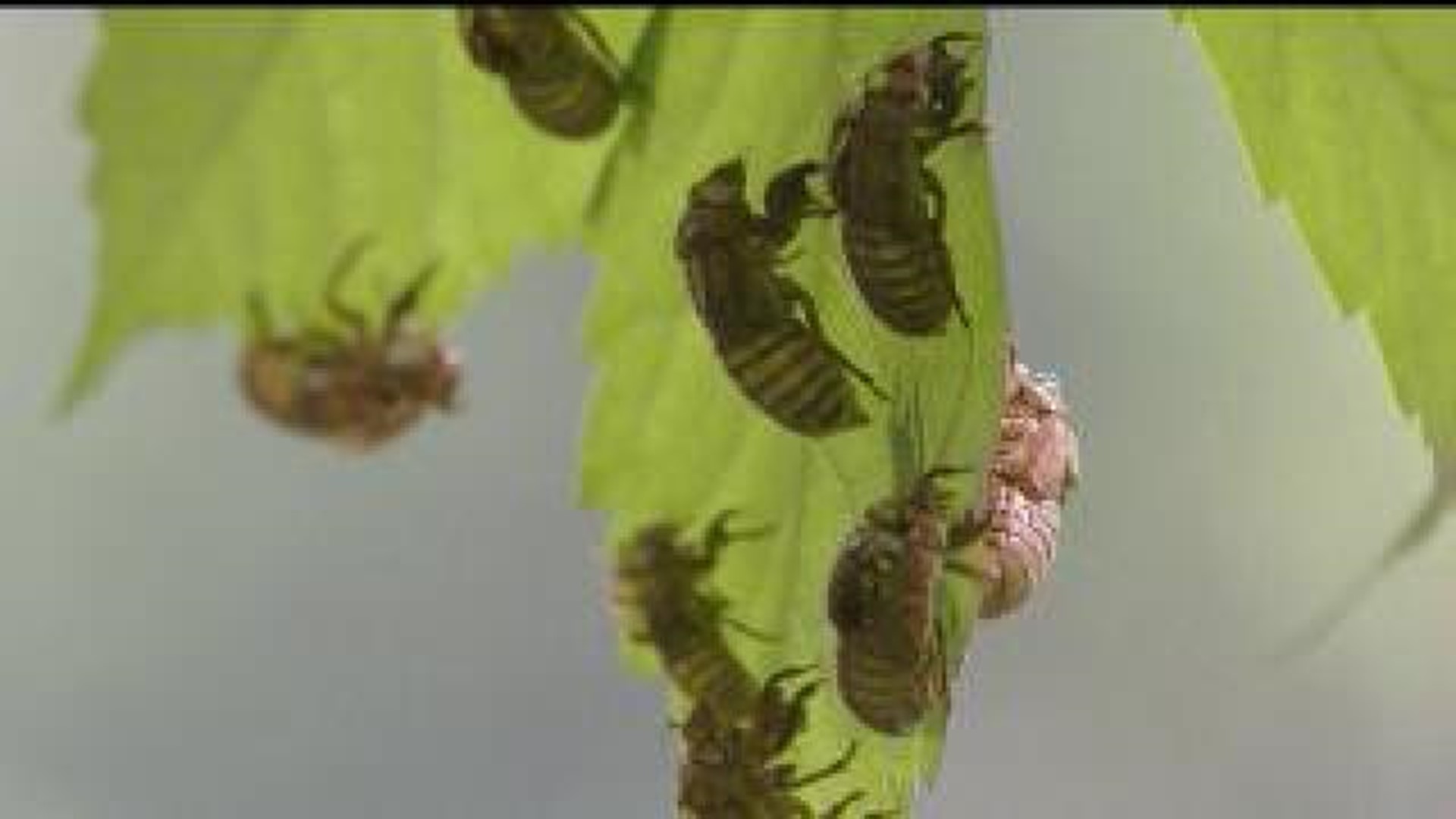17-year cicadas missing