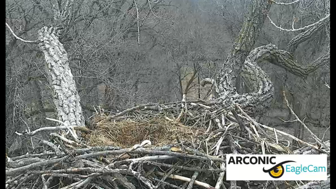 Arconic: Eagle eggs likely lost after intrusion of third eagle | wqad.com