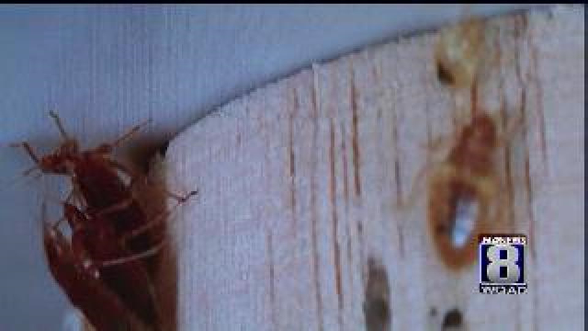 Bed bugs invade Moline apartment