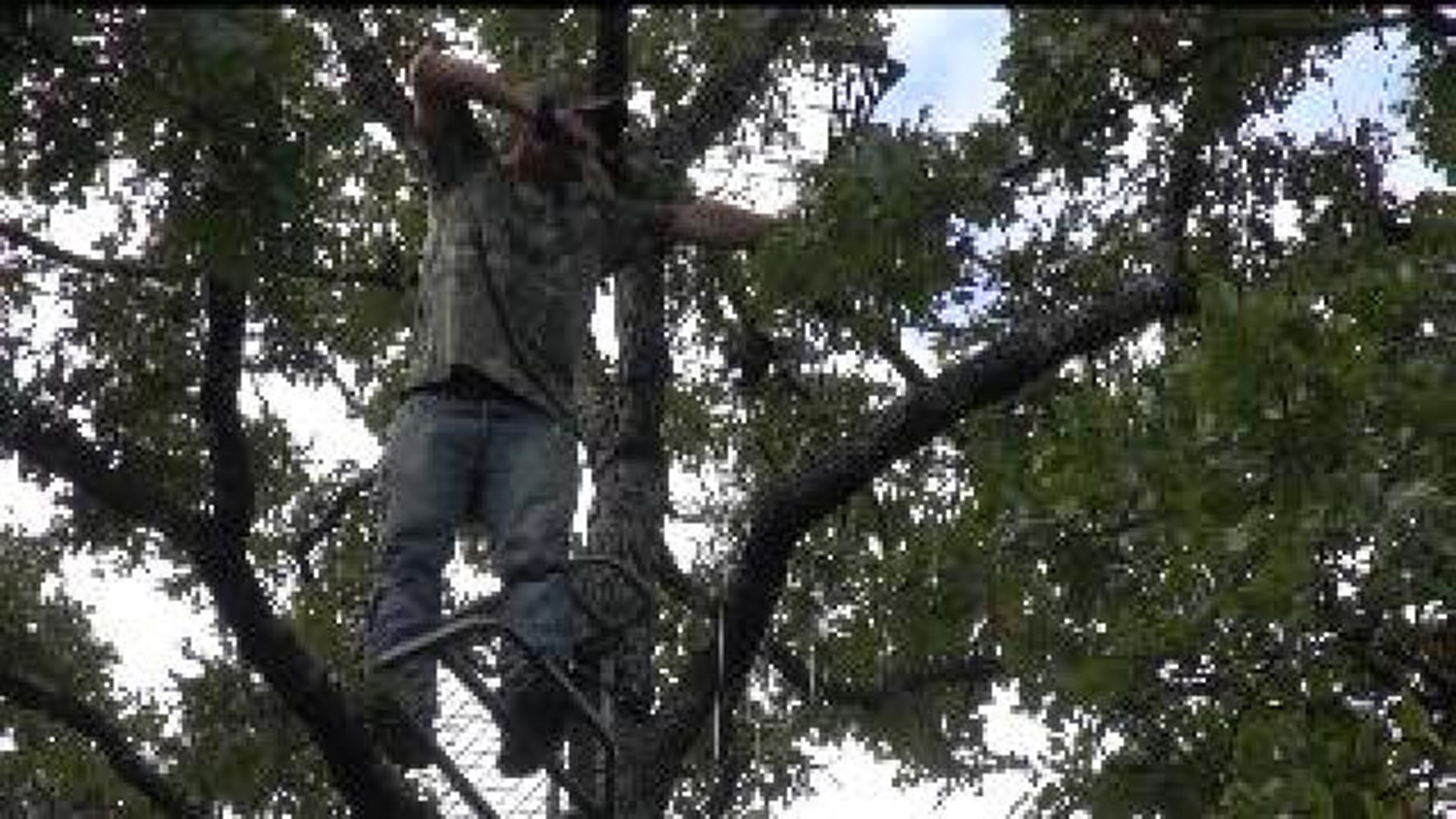 Rock Island Approves Deer Hunting In City Limits Wqad
