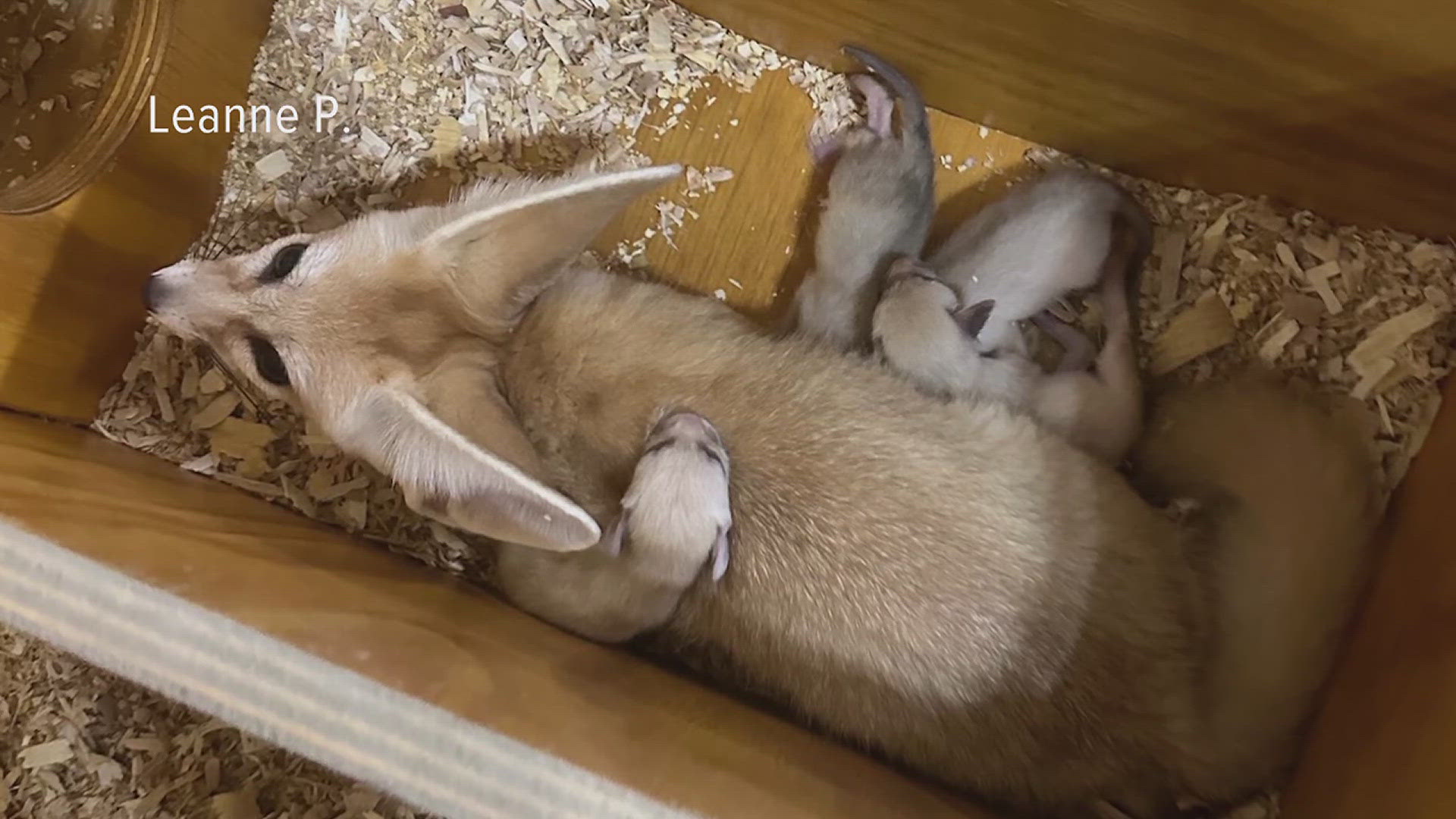 Three of Niabi's Fennec fox pairs have reared 19 kits over the last few years. According to keepers, it is one of the most successful Fennec programs in the country.