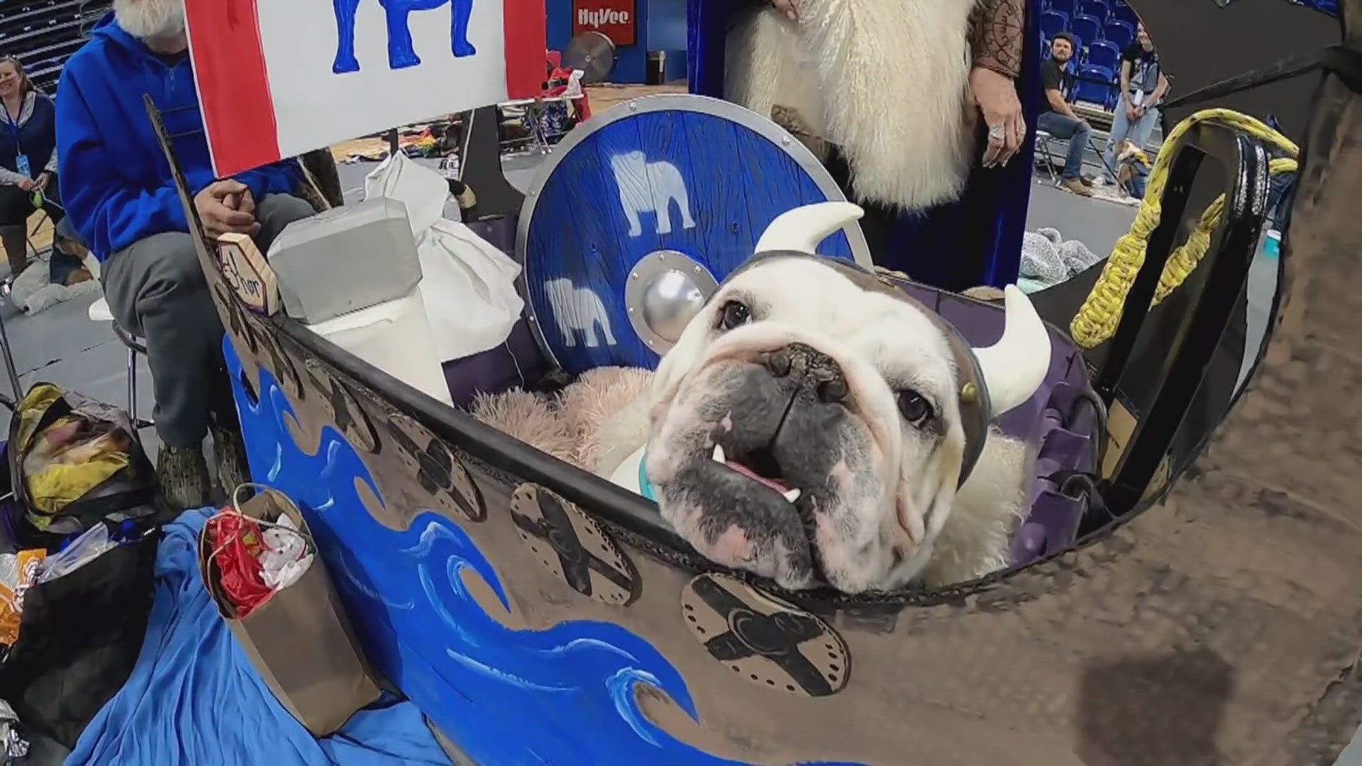Students and alumni cheered as four-legged contestants in all manner of finery were shown off to become the next "most beautiful bulldog."