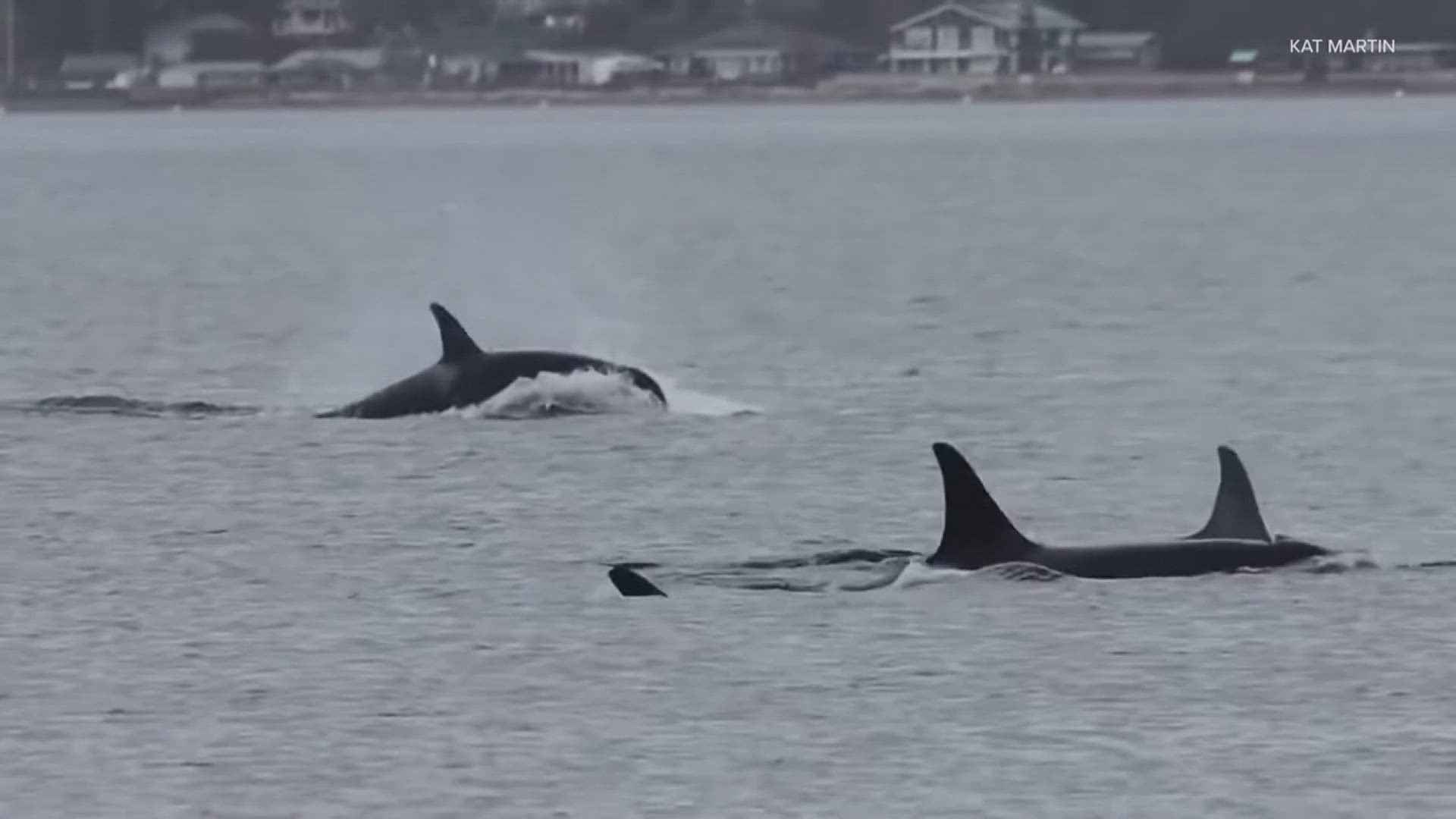 Penn Cove residents has been waiting 54 years for orcas to return to the region after they were trapped and killed in the 1970s.