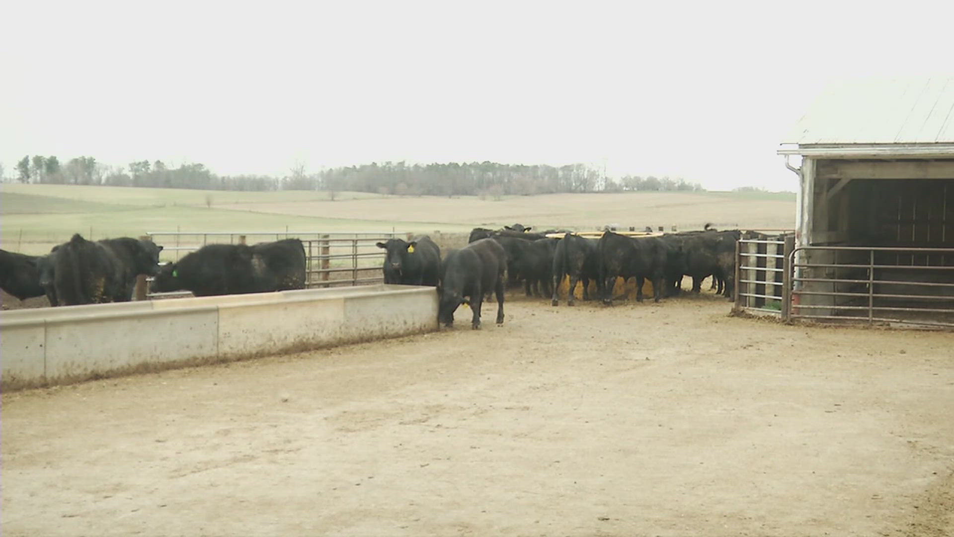 Cattle farmers looking to transport cows across state lines will need extra examinations, per the new USDA guidelines, as bird flu infections among cows remain high.
