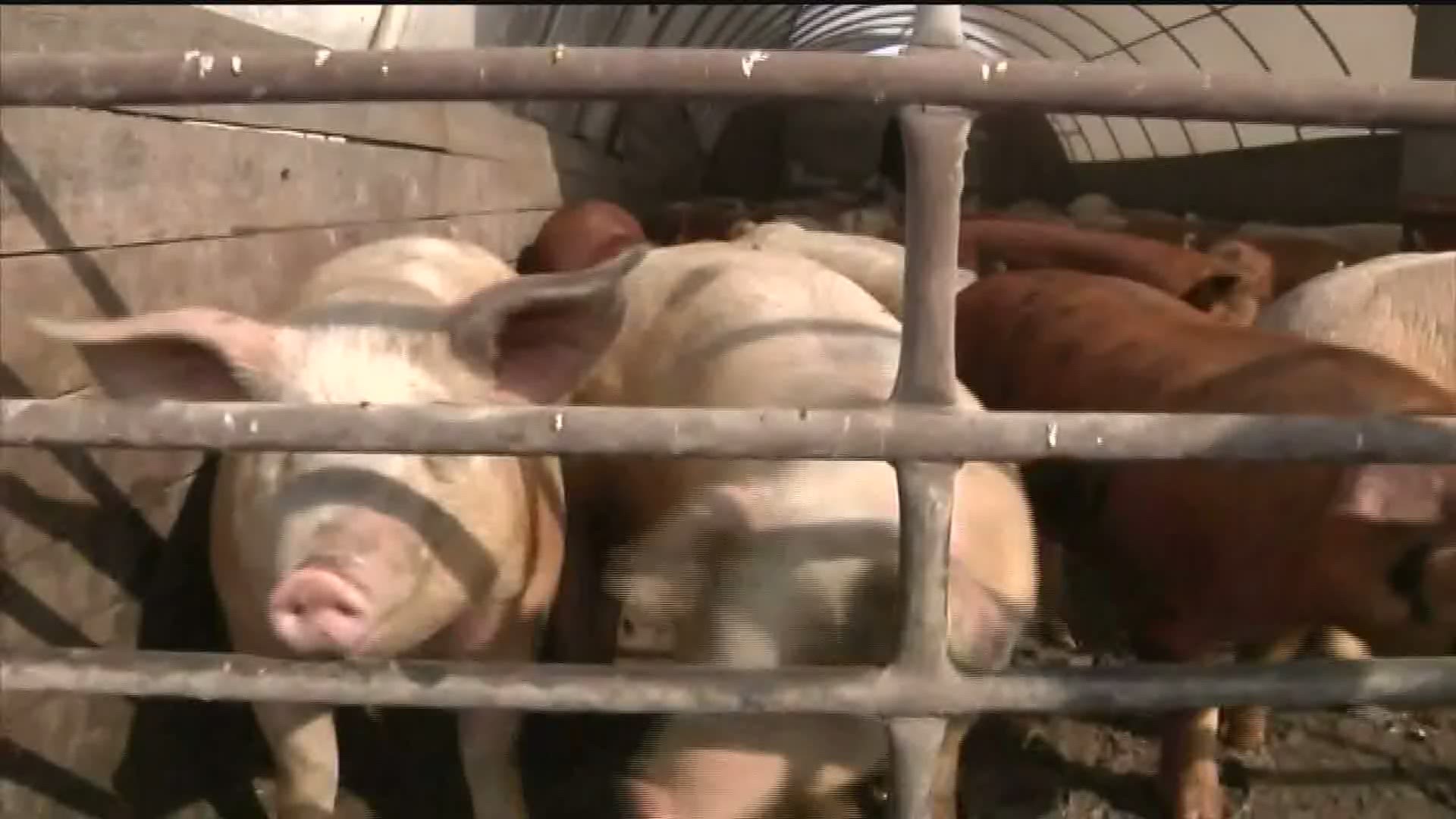 Hog farmers have been hit hard by the coronavirus pandemic, some being forced to thin their herds.