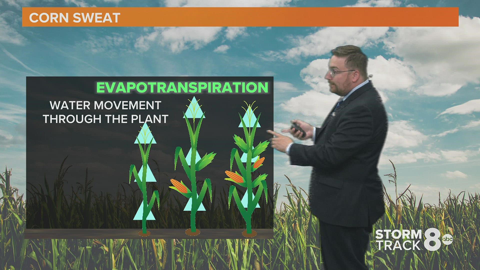 Corn and soybean crops can make the humidity feel even worse during the summer months. Here's why.