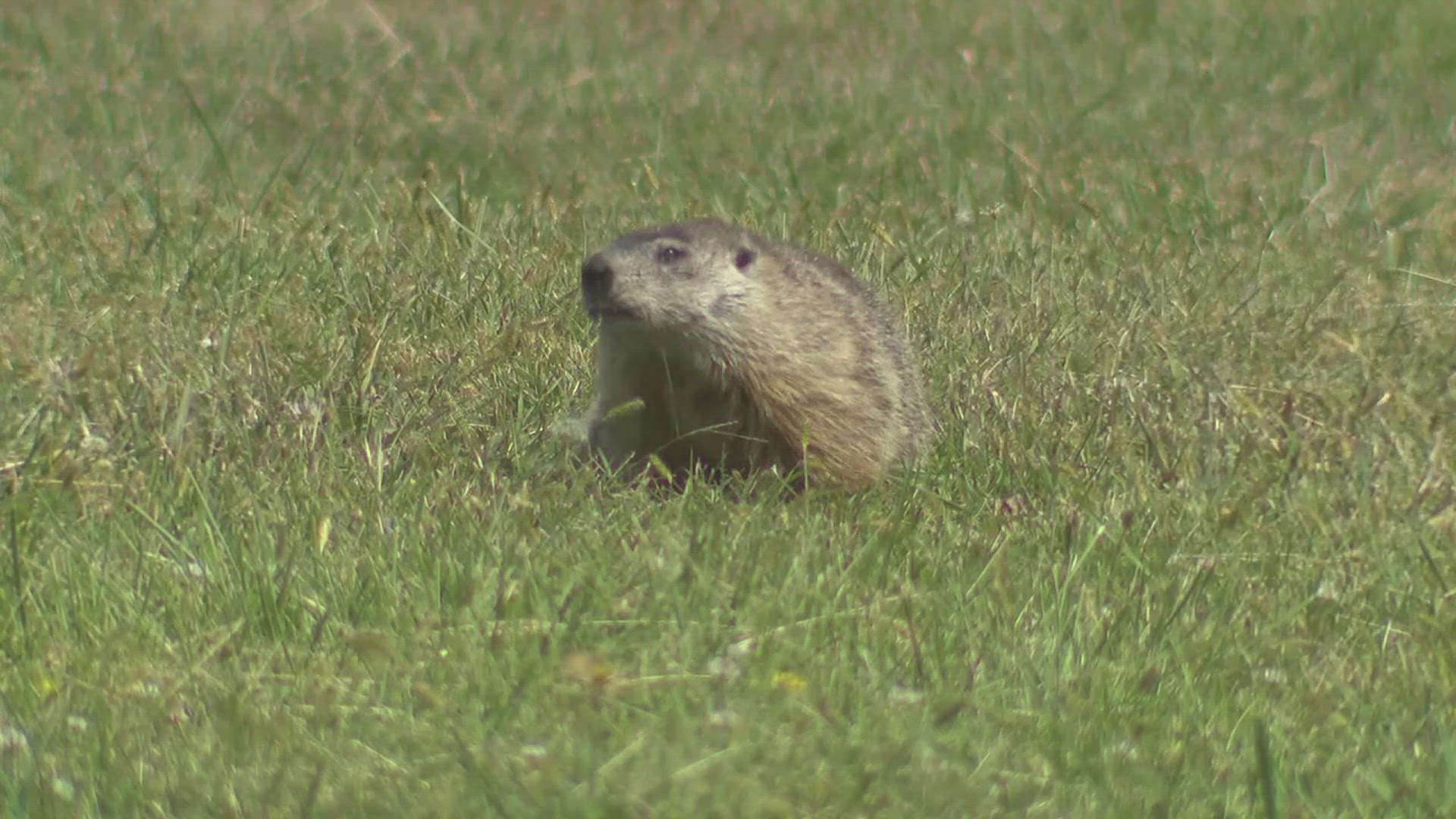 Experts said the open field surrounding the home helps the groundhogs evade predators.