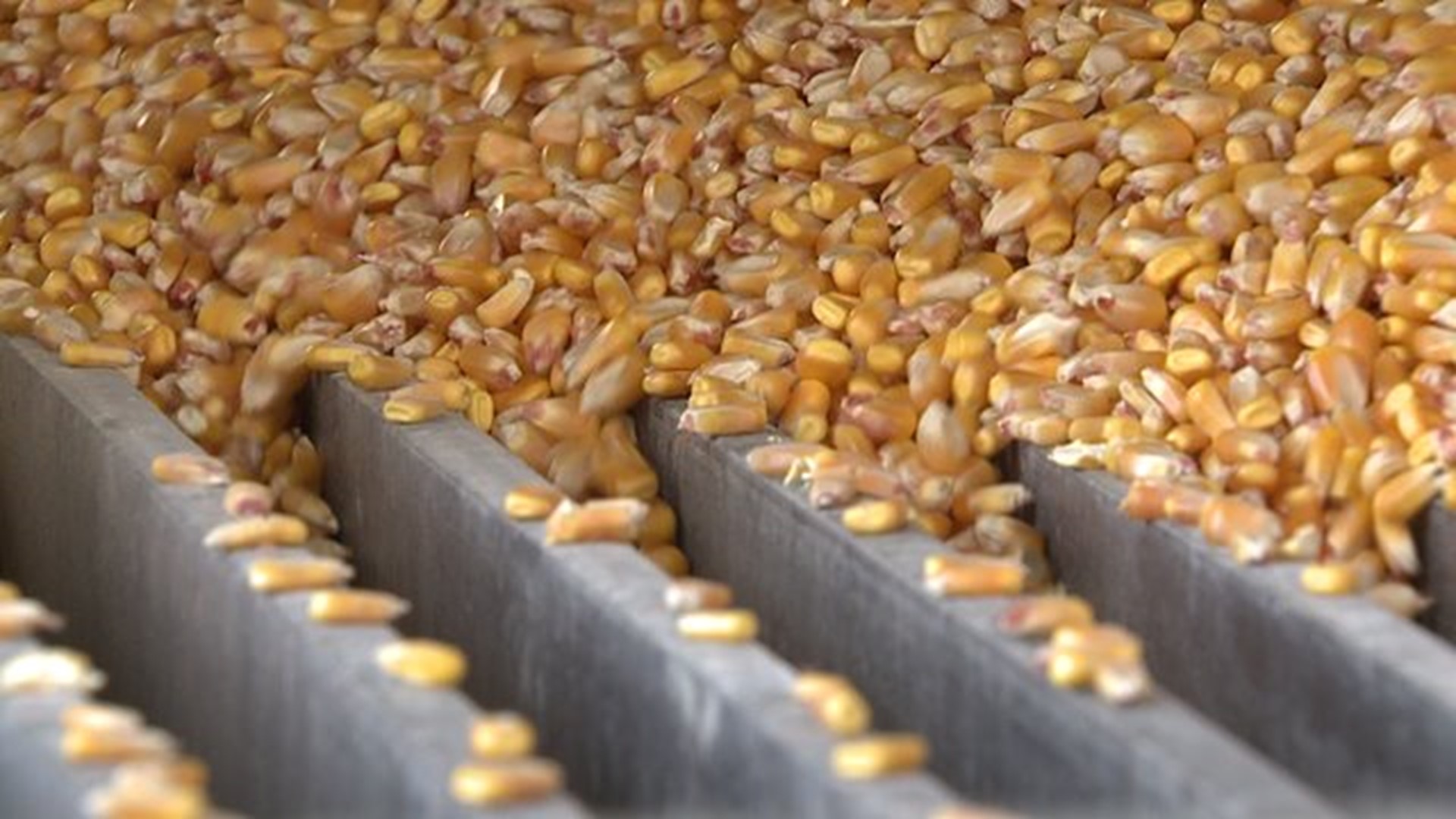 Iowa farmer worries about corn import war with Mexico