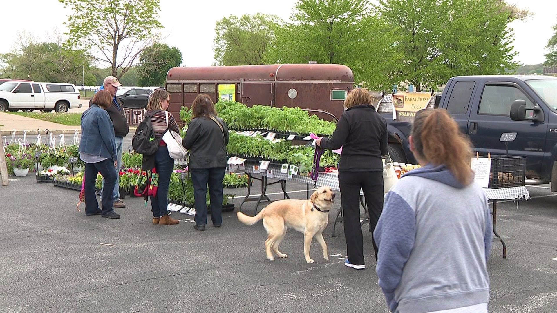 New rules regarding dogs at Davenport farmers market