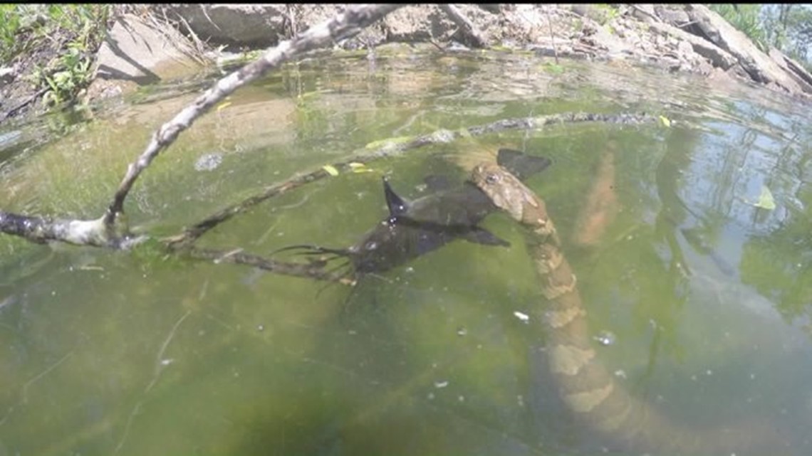 Photo of snake eating a catfish captured by Moline man