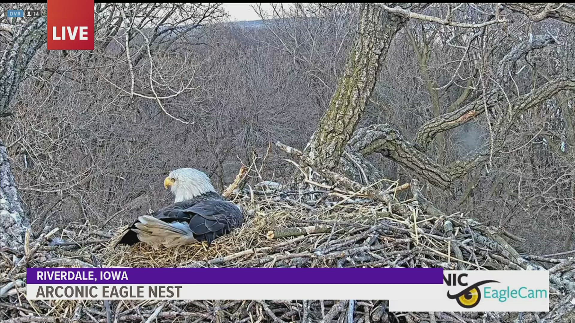 According to Arconic, there are two eggs in the eagles' nest, with an expected hatching date of around April 9.