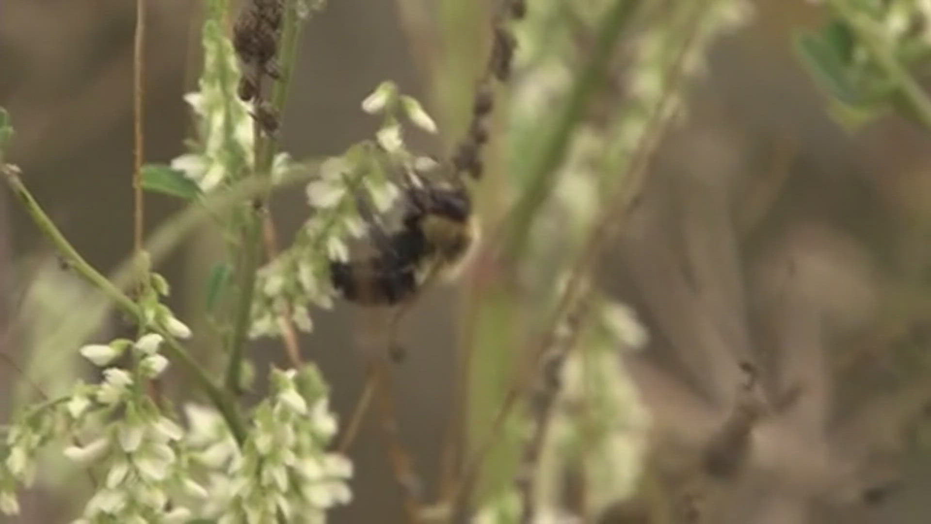 Brian Spiesman created BeeMachine to help scientists collect data on bee populations with the public's help.