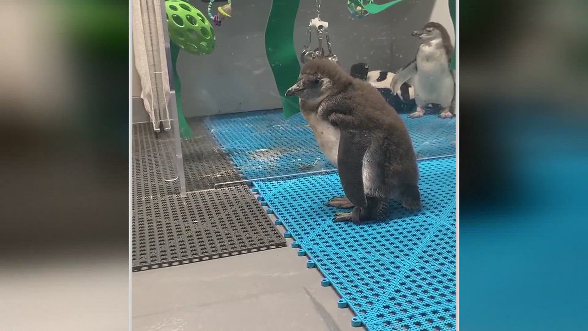 At the Steinhart Aquarium in California, one penguin named Iggie is melting hearts nationwide as he recovers from a medical breakthrough to improve his flipper.