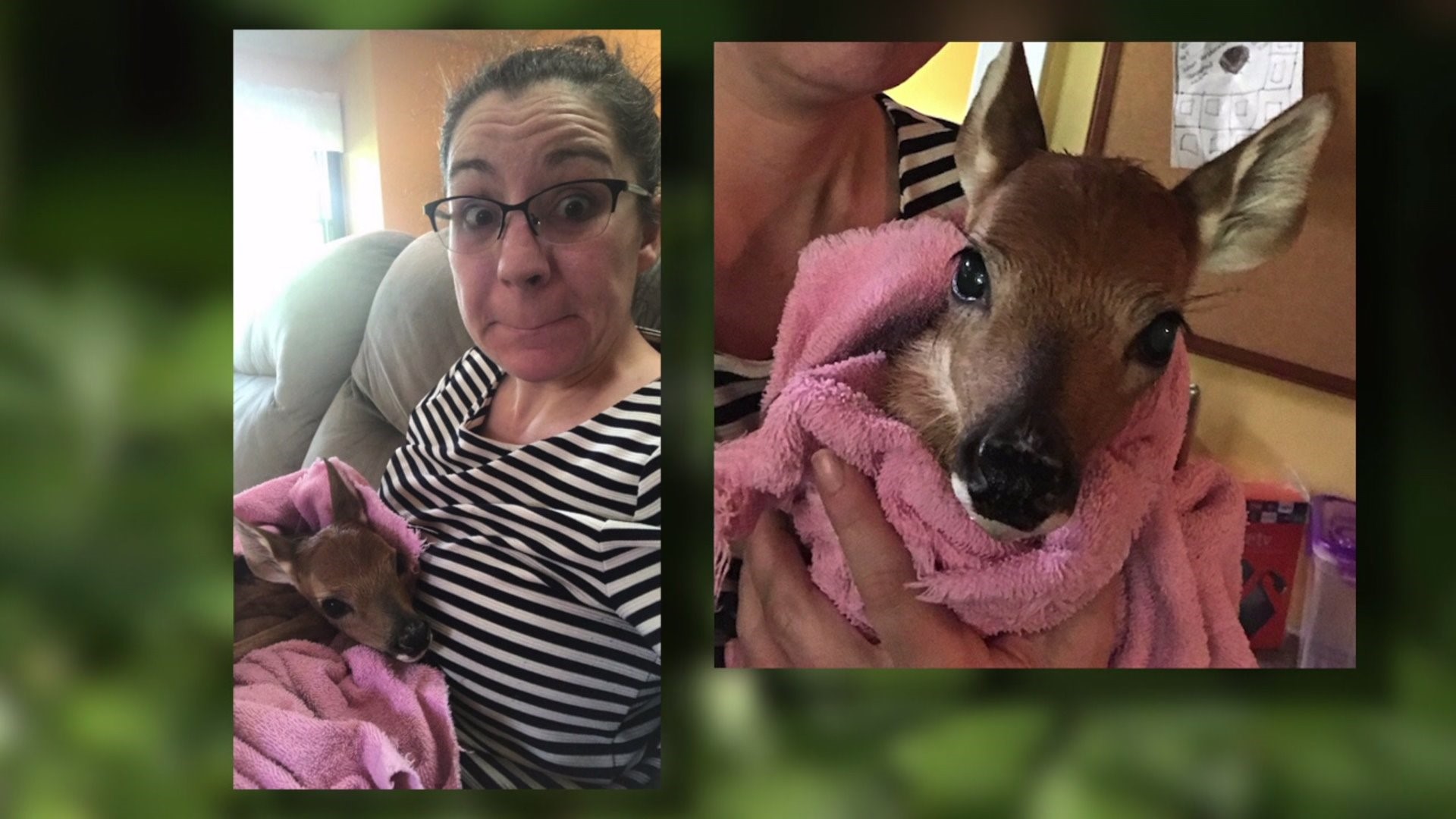 Davenport woman finds fawn in her backyard