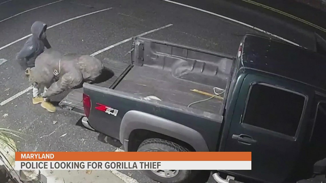 Maryland police are searching for gorilla thief