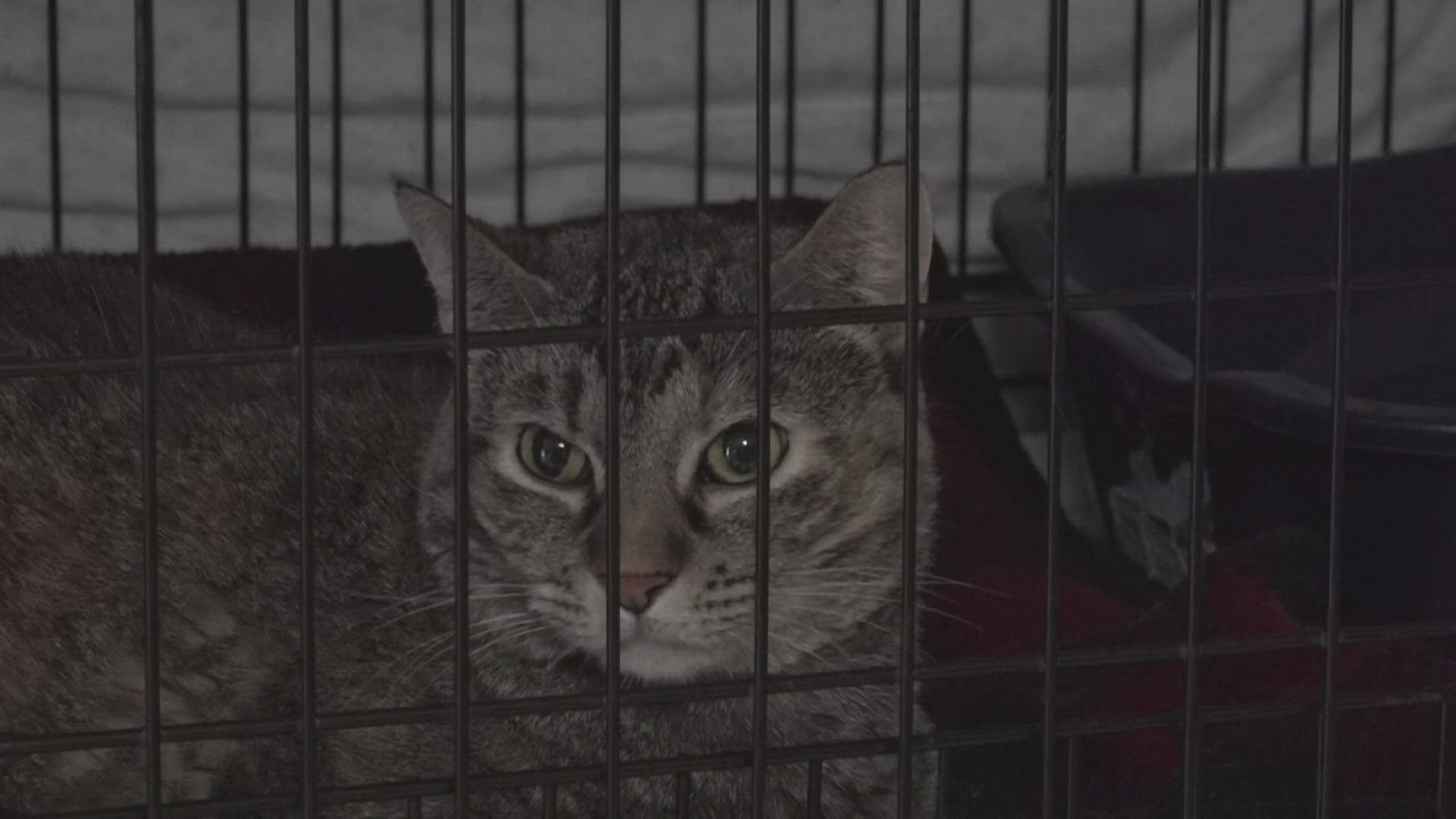 The shelter is currently housing 480 animals, including over 300 cats and 100 dogs.