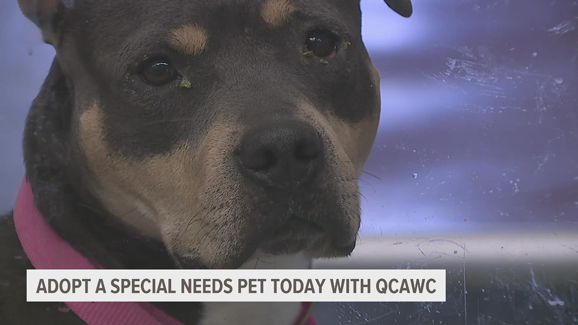 The Quad City Animal Welfare Center is waving pet adoption fees in February for 14 pets with special needs.