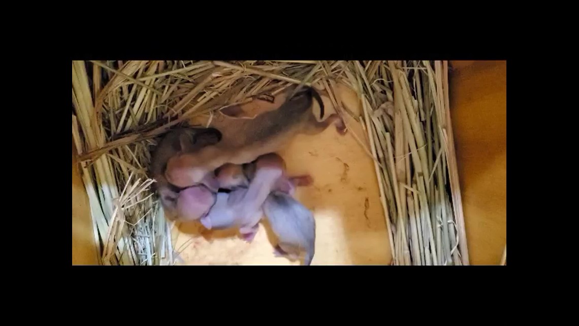 さなvivie fennecomp￥24000⇨￥19000 45246 Homes For Sale & 45246 Real Estate - 67 Homes | Trulia