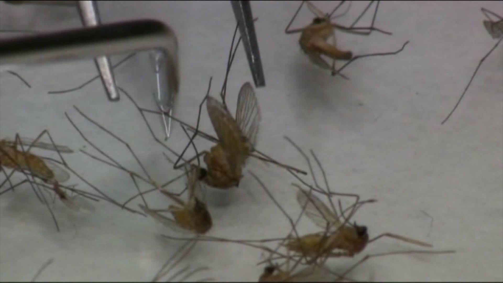 Henry County Health Department: West Nile Virus more likely to spread this time of year