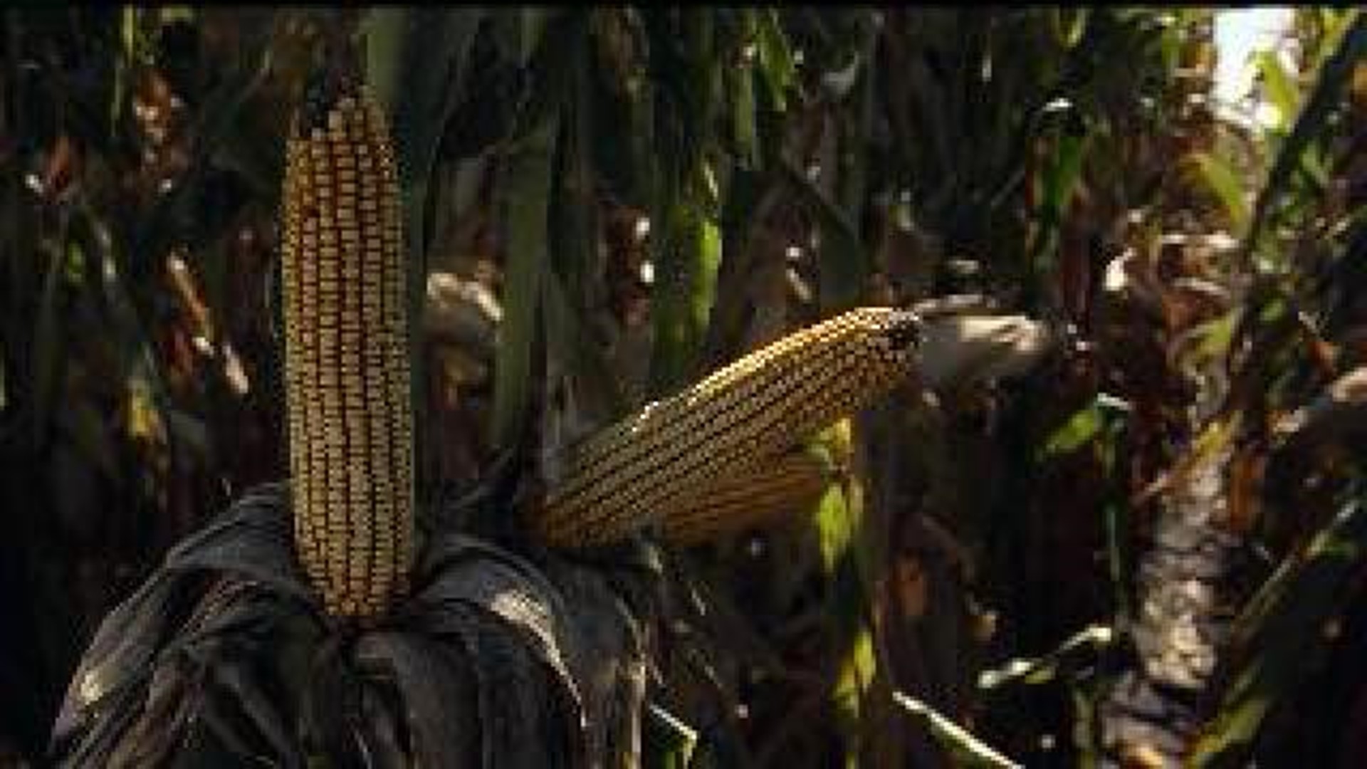 More indictments as conspiracy to steal corn-seed secrets expands