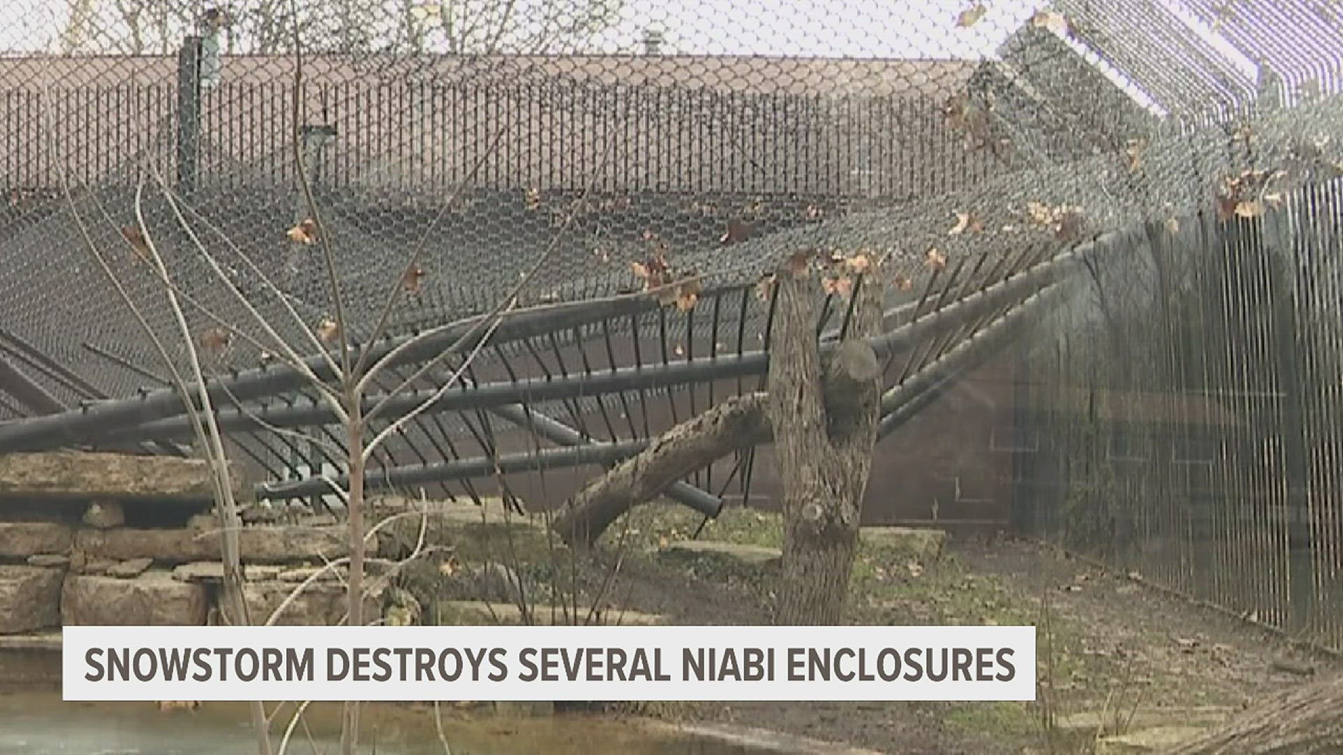 The January snowstorms dumped an estimated 9 tons of extra weight on top of Niabi's enclosures, collapsing structures and cracking building foundations.