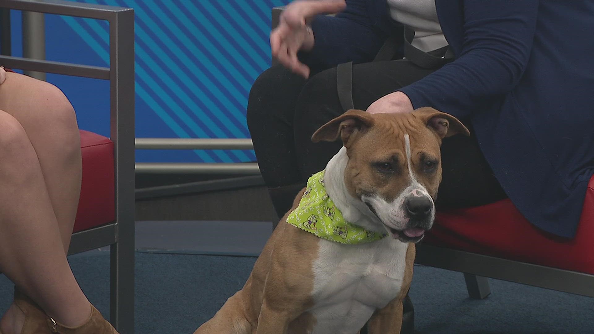 Patti McRae with the Quad City Animal Welfare Center joins us with Sioux, our pet of the week! This good girl is a three-year-old spayed female Pit Bull mix.