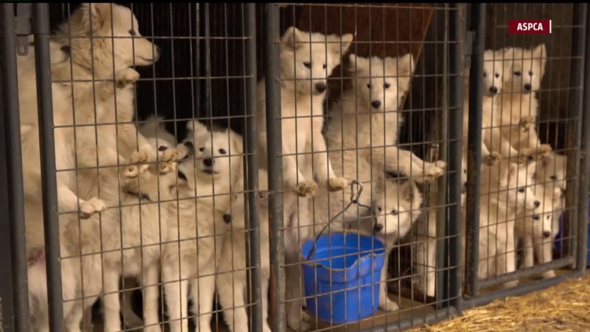 More released on conditions of alleged Iowa puppy mill