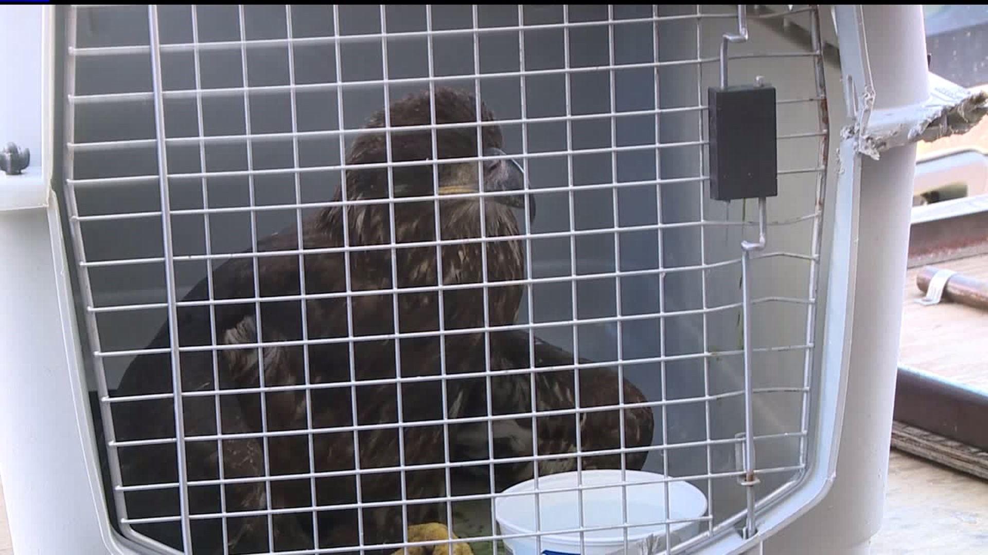 Eagle Rescued Near the QC