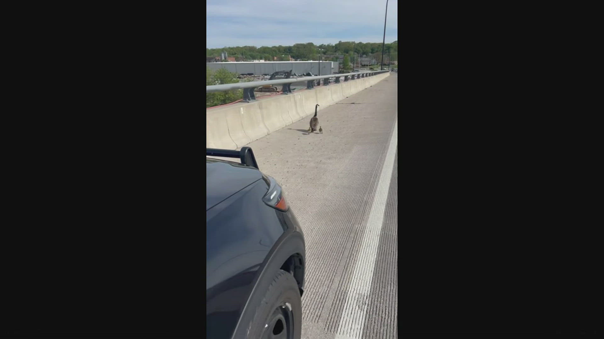 Two officers escorted the geese to safety.