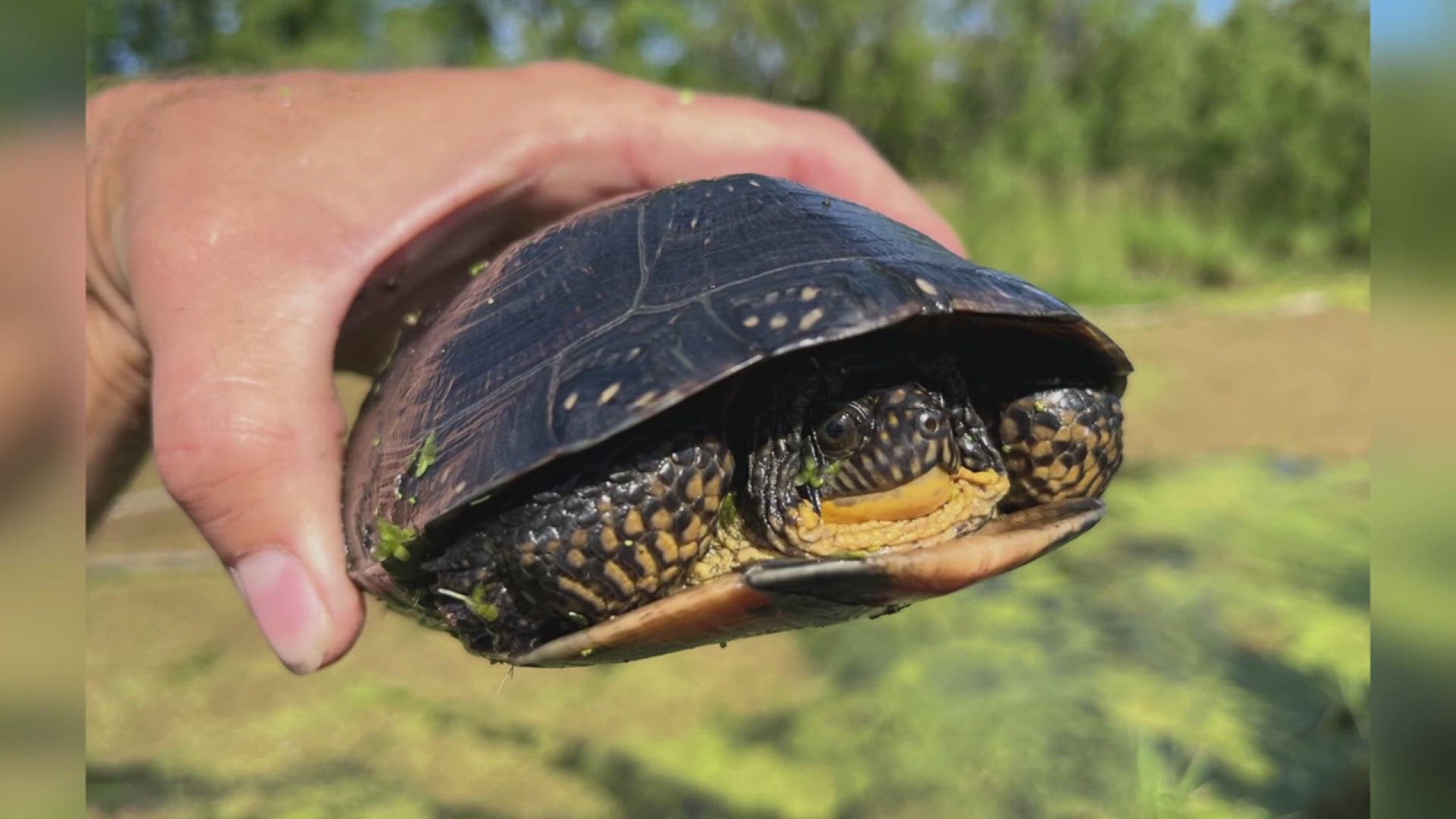 Researchers looking for endangered Blanding's turtles in the Milan ...