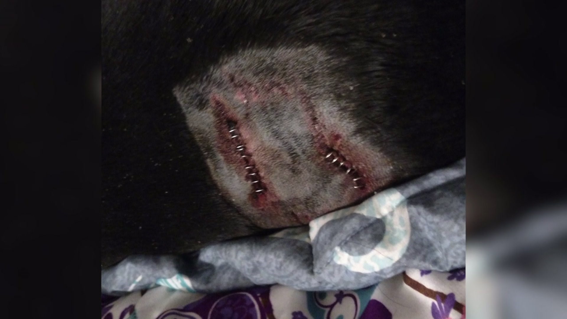 Dog attacked by pack of 3 loose dogs in Rock Island