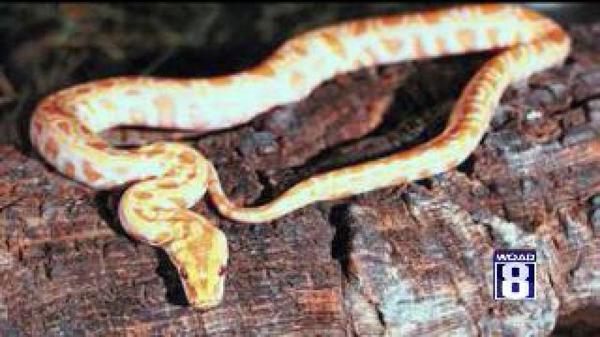 Woman sues over snake in motel bed