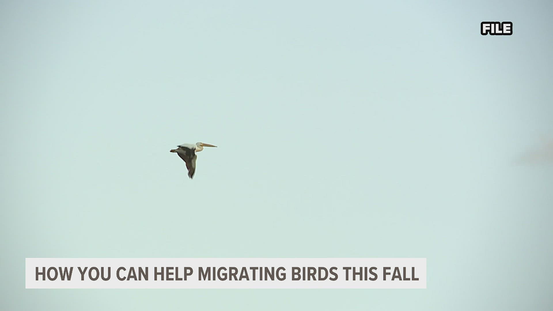 The Iowa Department of Natural Resources is asking people to turn off the lights at their homes or businesses to help the birds migrate safely.