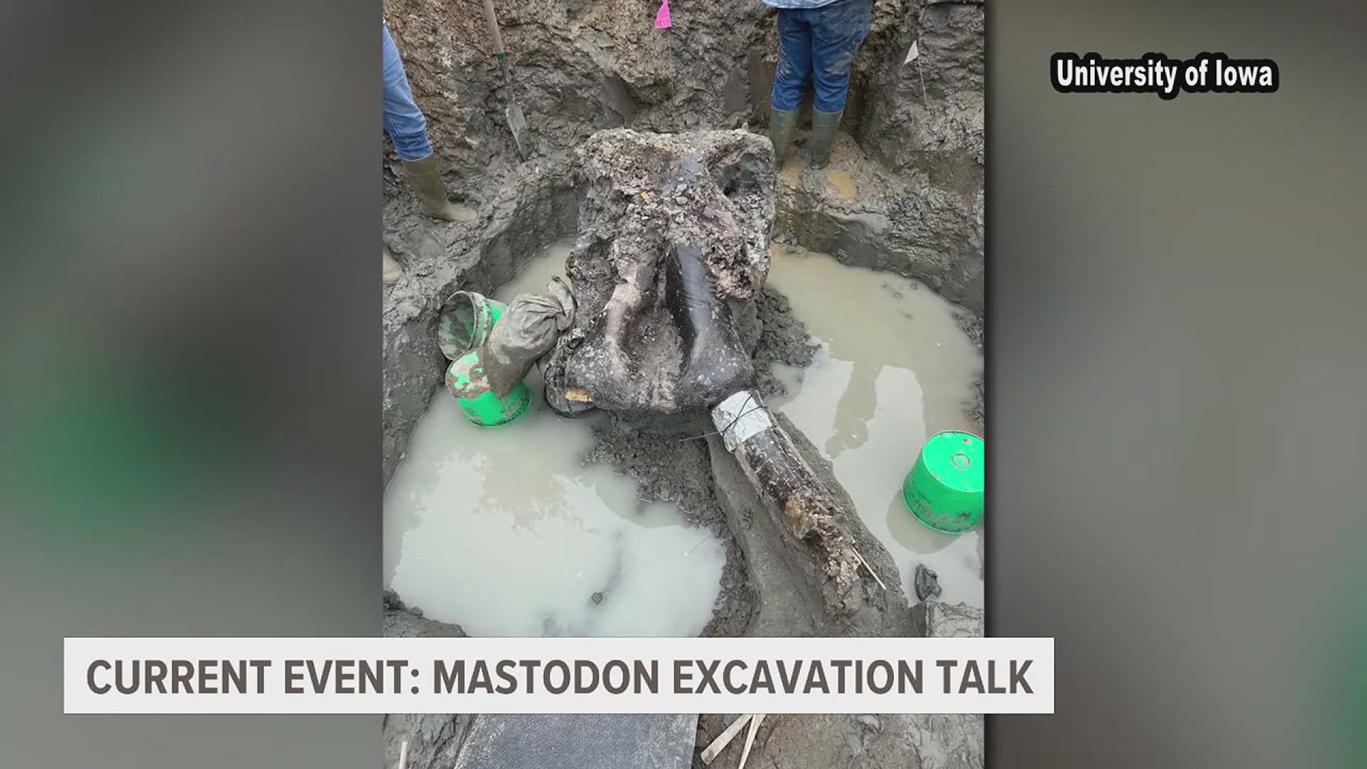 State archaeologist to reveal secrets of found Mastodon bones in Iowa