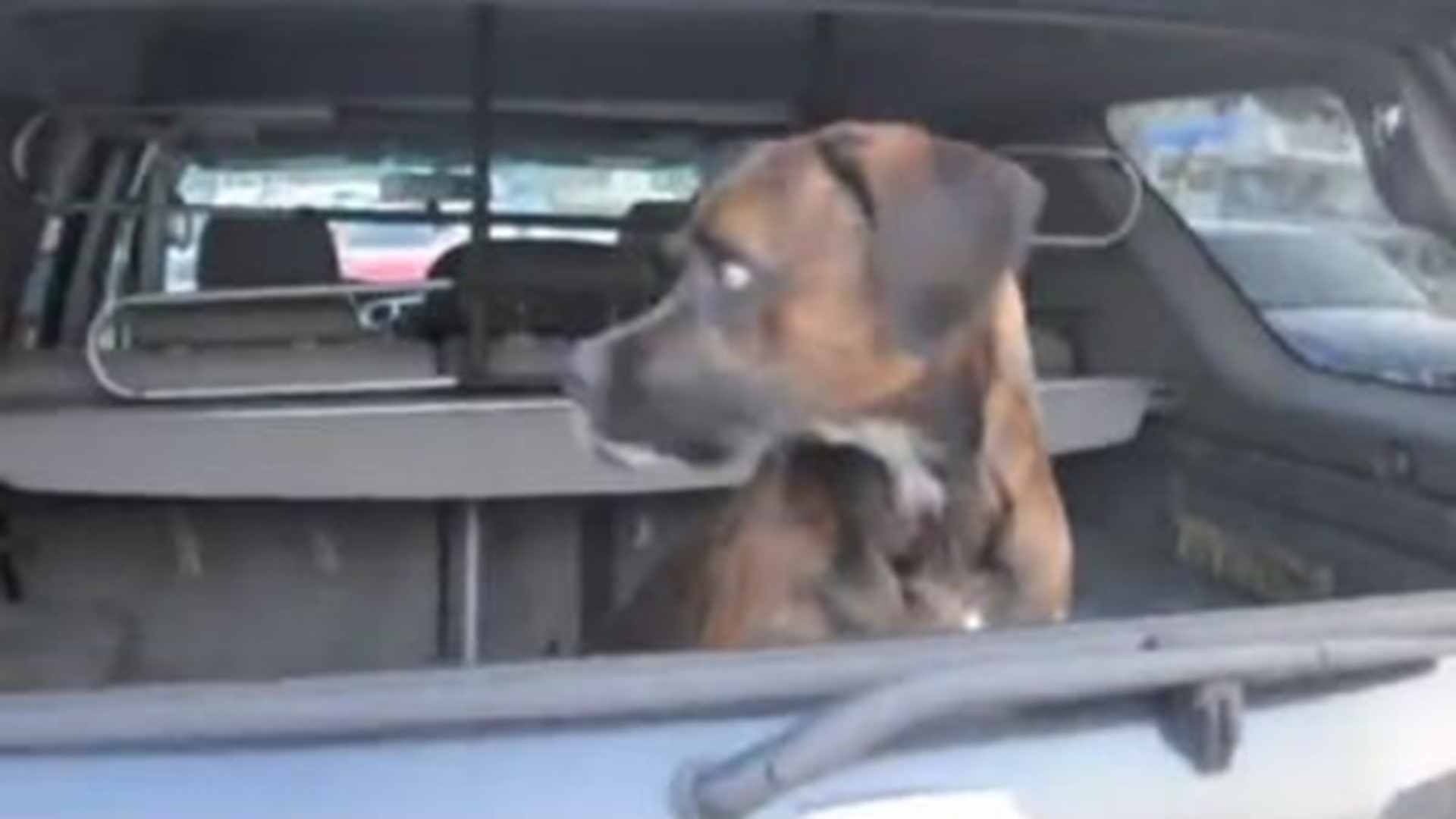 Police: 3 dogs left to die in hot car outside Iowa dog show | wqad.com