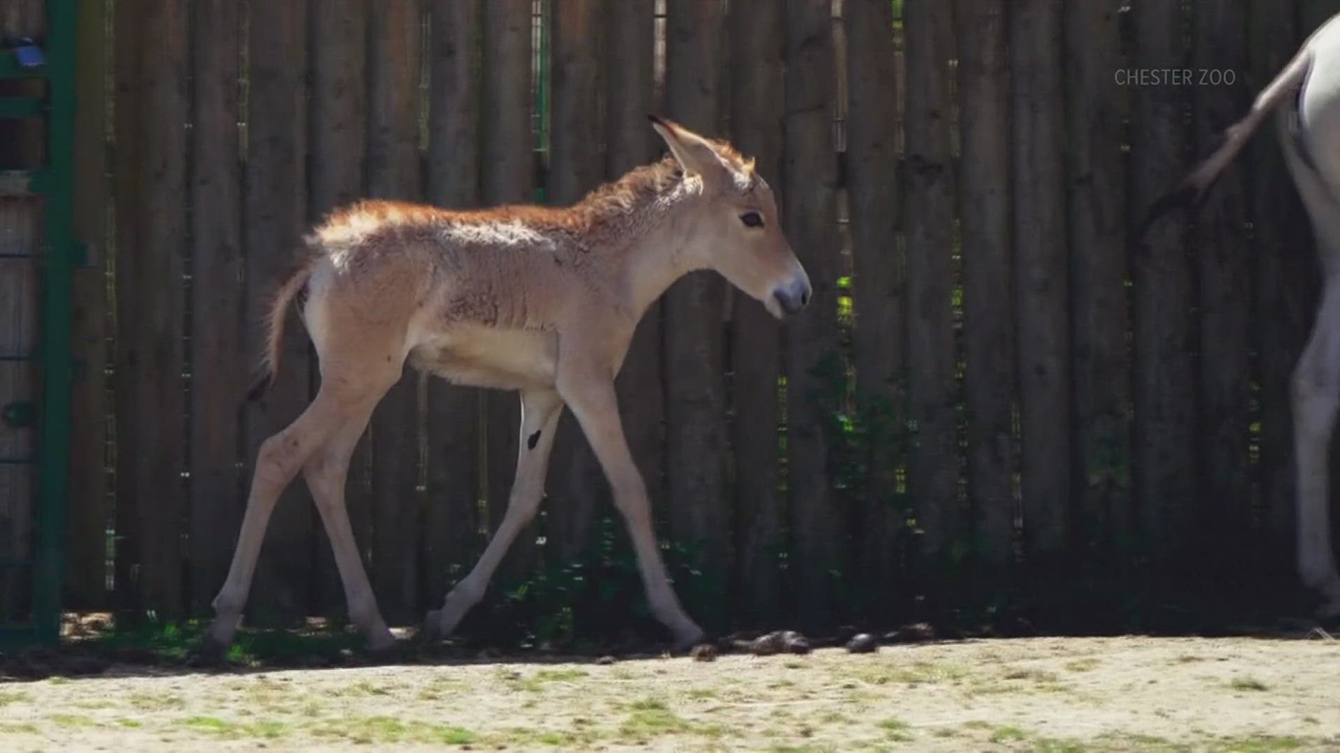 English conservationists are celebrating after a rare foal born, image size:1920x1080