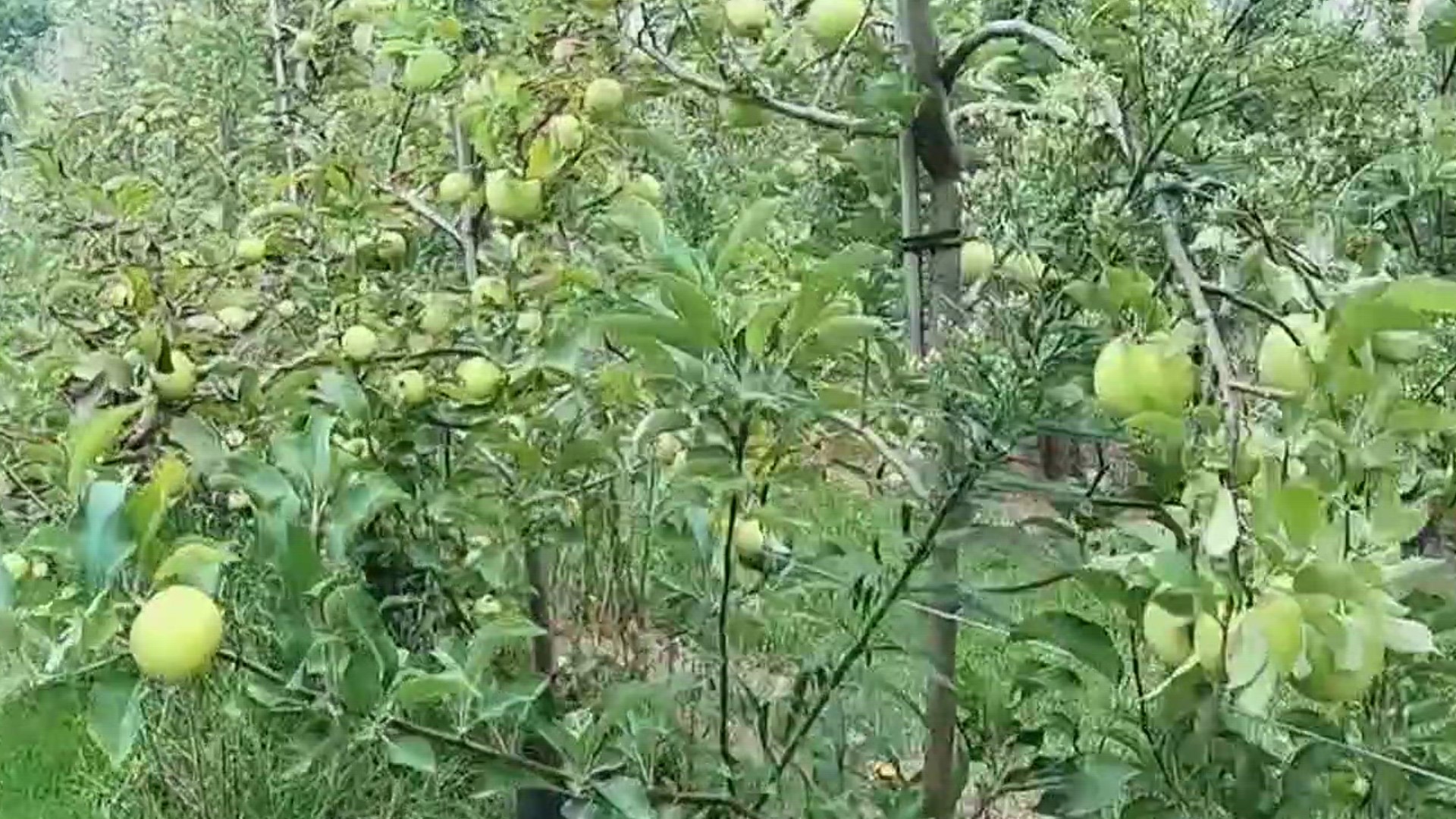 Illinois State Climatologist Trent Ford joins The Current to break down a stark reality: the types of plants grown in Illinois will change over the next 50 years.