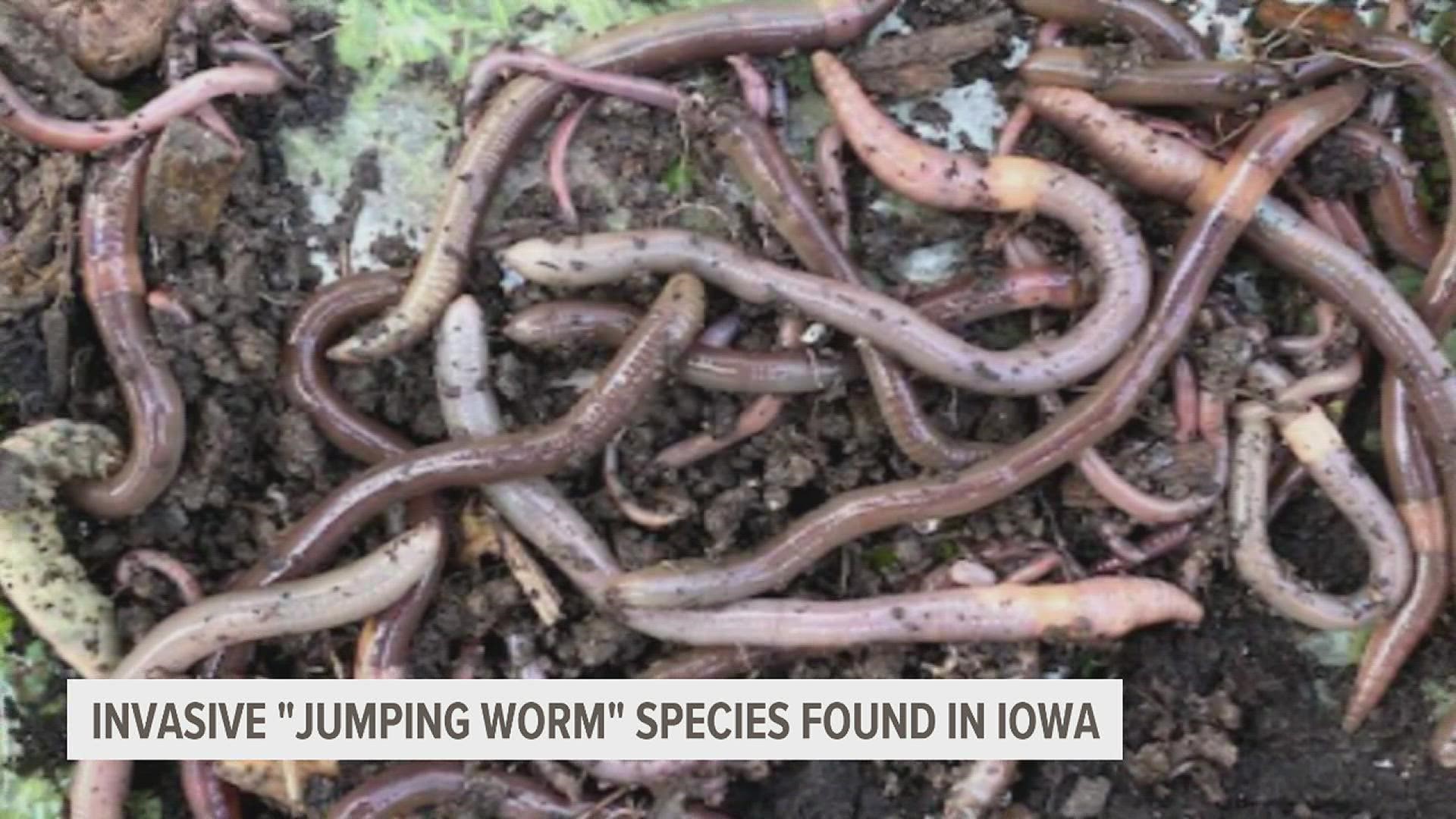 The jumping worm has been identified in 11 counties across the state.